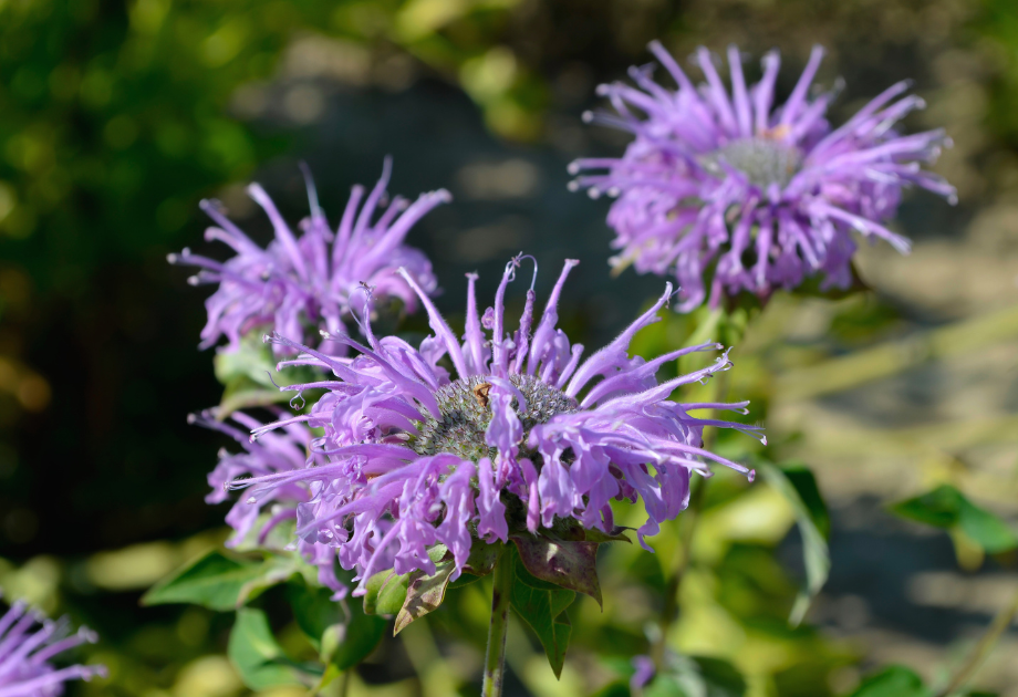 wild bergamot flowers